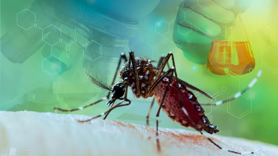 Cum scapi de țânțari fără insecticide: 5 soluții naturale pentru casa ta