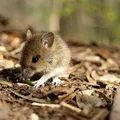 Cum ții șoarecii la distanță în mod natural. Metode simple și eficiente pentru o locuință protejată