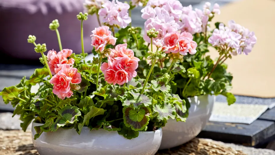 Mușcatele, florile delicate care ne fac să privim viața în roz!