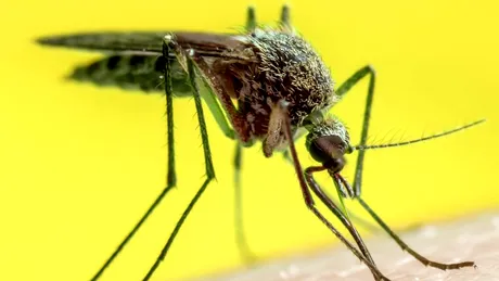 Febra galbenă, boala virală transmisă prin înțepătura de țânțar. Cum se manifestă
