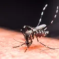 Sezonul dengue a început. 6 lucruri pe care trebuie să le știi înainte de apariția febrei