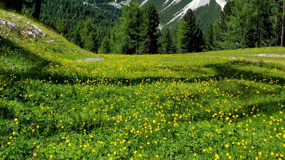 Munţii Carpaţi, un fenomen unic pentru apele minerale