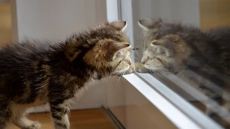 Se recunosc sau nu pisicile în oglindă? Ce văd ele, de fapt