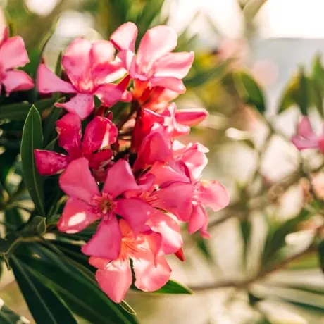 Trucul natural care transformă leandrul într-o explozie de flori. Ce să pui la rădăcină pentru rezultate spectaculoase