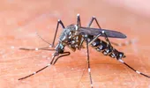 Virusul Zika riscă să se răspândească în numeroase ţări europene, inclusiv în România