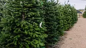 De ce bradul de Crăciun nu mai are mirosul la fel de puternic ca-n copilărie