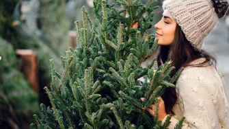 Care soi de brad miroase cel mai puternic în casă. Are și o rezistență mai mare