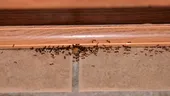 Uită de insecticide: cum un ingredient obișnuit din bucătărie te poate scăpa pentru totdeauna de furnicile din locuință