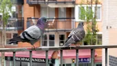 Trucuri pentru a ține porumbeii departe de balcon. Soluții eficiente și blânde pentru a-i îndepărta