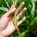 Lemongrass (citronela): ce este, cum îl folosim și ce beneficii poate avea planta exotică cu aromă de lămâie