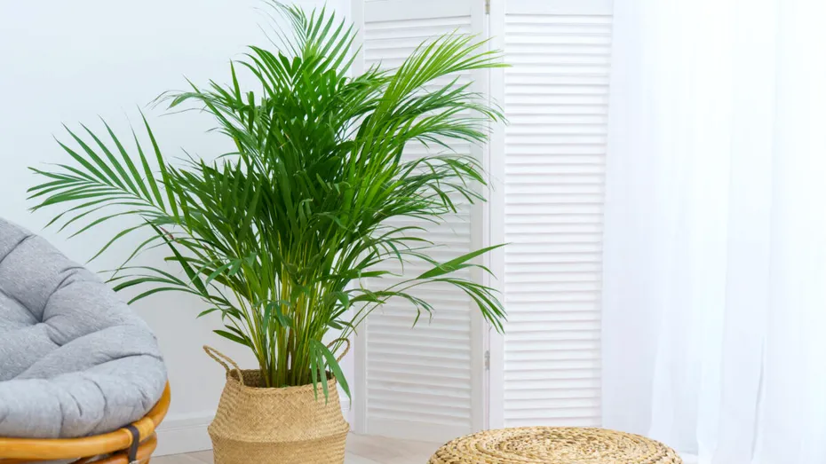 Plantele rezistente la umezeală - se plantează ușor și nu au nevoie de îngrijire mare