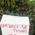 Cât costă un kilogram de urzici în piețele din București: „Mai scump decât carnea de porc”. Reacția lui Dan Negru