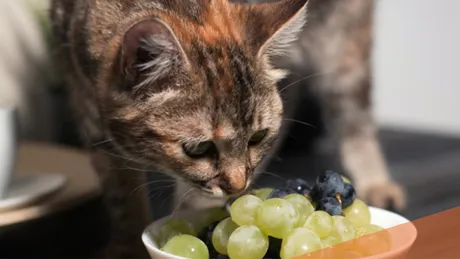 Cele 14 alimente care îți pot omorî pisica în 24 de ore. Nu le hrăniți cu așa ceva!