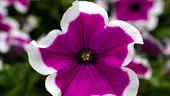 Petunia cea înmiresmată - tot ce trebuie să ştii despre petunii