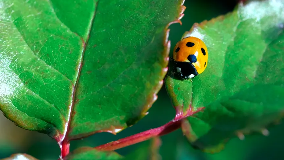 Insecta „erou” care îți protejează plantele și reduce dăunătorii în mod natural