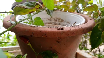 Ai observat furnici în ghivecele cu flori? Cum să scapi de aceste insecte pentru a proteja planta
