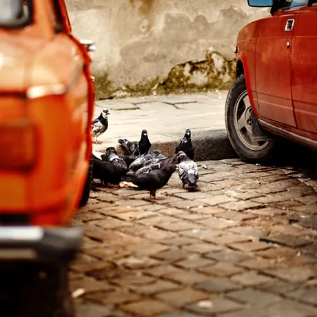 Trucul genial care te scapă de găinațul de porumbei de pe mașină. Nu vei zgâria tabla