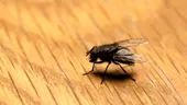 Cum să scapi de muște în doar 3 minute, cu un ingredient banal, pe care oricine îl are în bucătărie