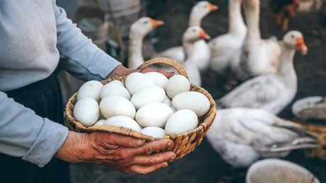Ouăle de gâscă – informații nutriționale, calorii, colesterol, beneficii, rețete