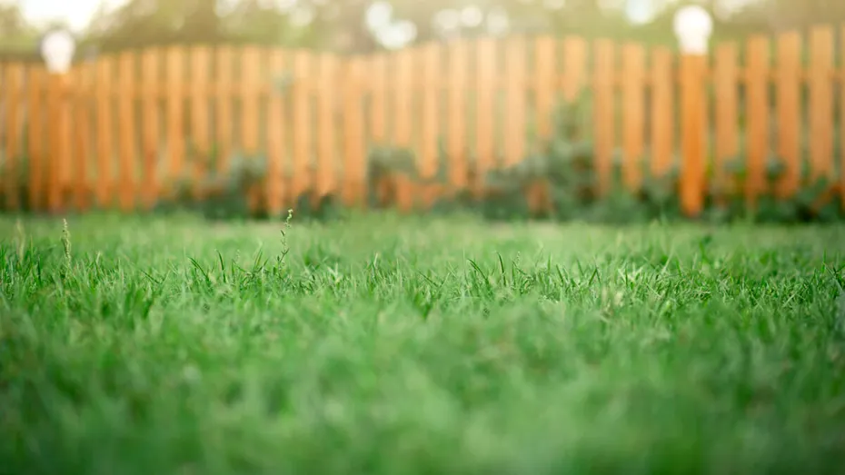Soluția naturală și ieftină pentru un gazon de invidiat. Ingredientul pe care să-l adaugi neapărat în luna august