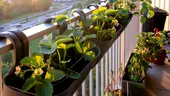 Cum uzi plantele când pleci în concediu. Trucuri simple care le ajută să reziste chiar și două săptămâni fără tine
