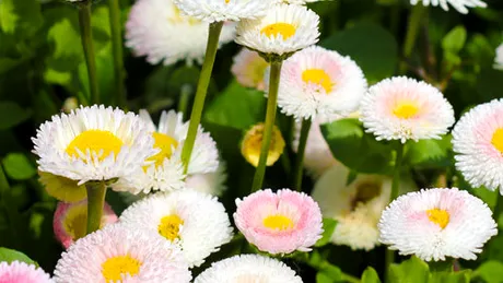 Bănuţi (Bellis perenis)