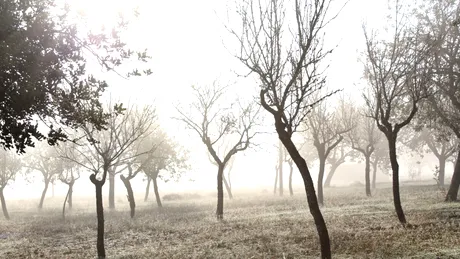 Greșeala majoră care îți poate distruge livada! Ce trebuie să faci acum ca pomii tineri să nu înghețe