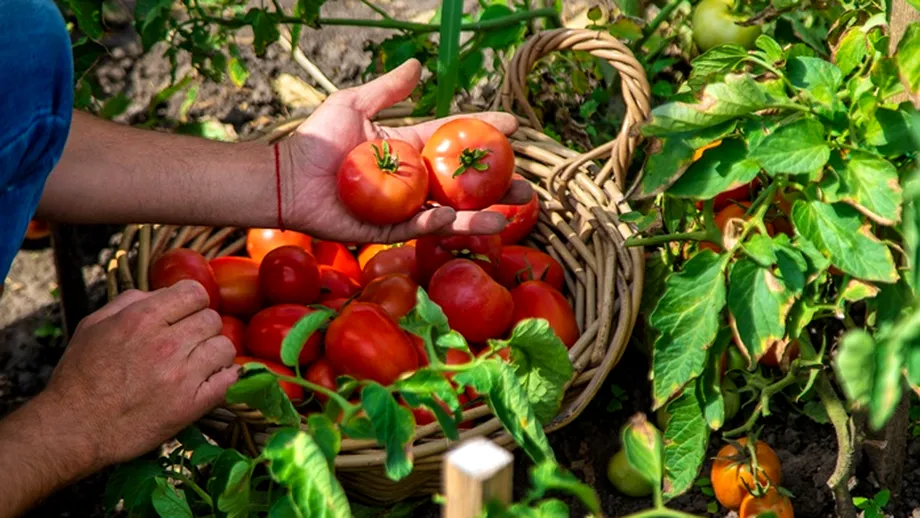 Secretul unei recolte bogate și gustoase de roșii. Cât soare au, de fapt, nevoie