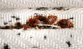 Focar de ploșnițe la Spitalul Colentina. Secția de Neurologie, parțial izolată