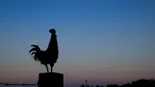 Ce înseamnă când cântă cocoșul noaptea? Semnificațiile din tradiția populară și explicația specialiștilor