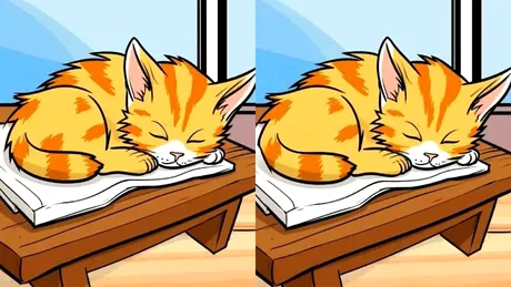 Test de perspicacitate | Găsiți 3 diferențe între cele două pisici care dorm