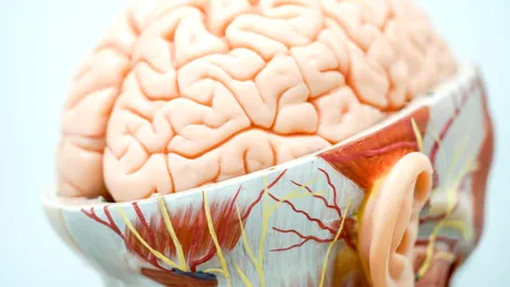 Cum este afectat creierul de nivelul crescut al trigliceridelor