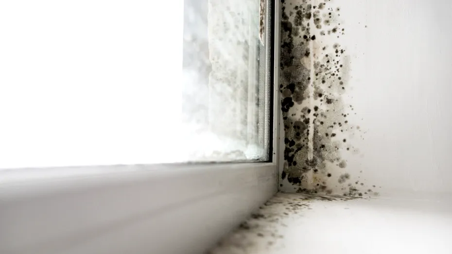 Mucegai în casă? Cum îl îndepărtezi pentru totdeauna, fără soluții complicate