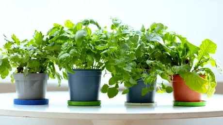 6 plante medicinale pe care le poți crește ușor acasă. Sunt utile pentru sănătate și nu necesită îngrijire complicată