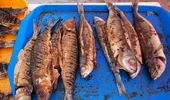 Cel mai curat pește din România – Scrumbia de Dunăre. Beneficii pentru sănătate și 4 rețete de încercat