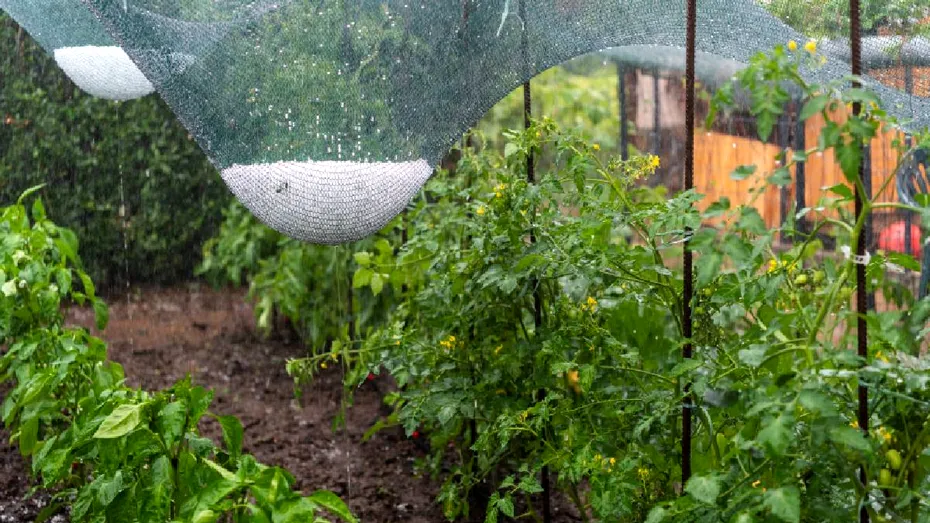 Ce plante poți pune în grădină la sfârșitul lui august. Legumele și plantele care mai au timp să crească înainte de toamnă