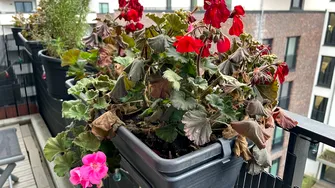 Soluția naturală care readuce plantele la viață în câteva zile. Ai nevoie de un singur ingredient din frigider