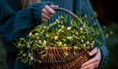 Planta nelipsită din casele românilor de sărbători. Aduce noroc și protecție pentru anul care urmează