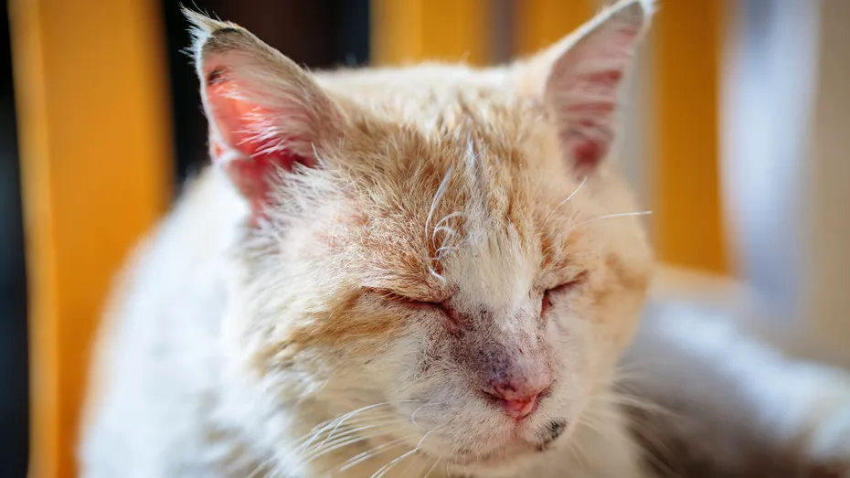 Primul caz de ciumă bubonică, transmis de o pisică. Care este starea pacientului infectat