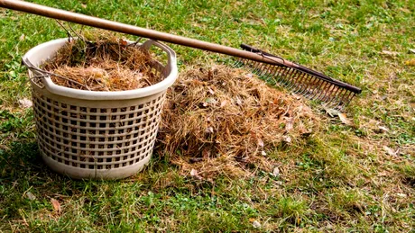 Cum trebuie să ai grijă de grădina ta în octombrie. Ce trebuie să plantezi și când tunzi ultima dată gazonul