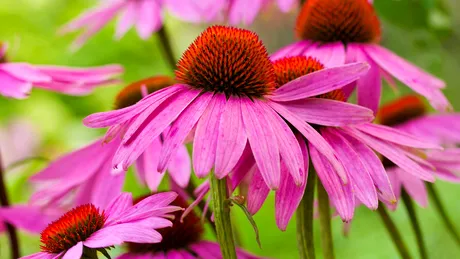 Echinacea: la ce se foloseşte VIDEO by CSID