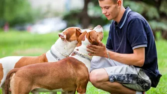 (P) Mâncarea pentru câini în 2026: ce aleg stăpânii responsabili