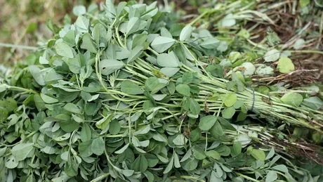 10 condimente care te ajută să slăbeşti