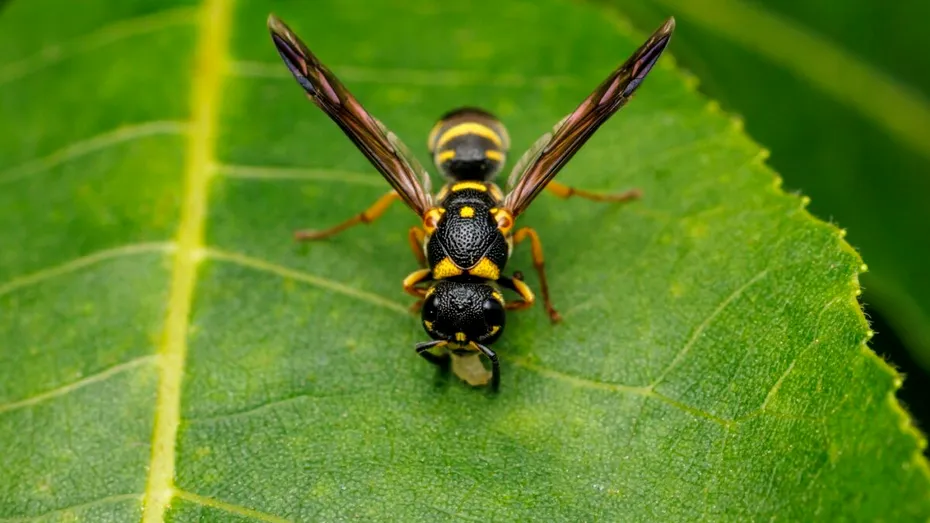 Cum să alungi viespile! Scapă de ele definitiv cu ajutorul acestui ulei care costă 10 lei