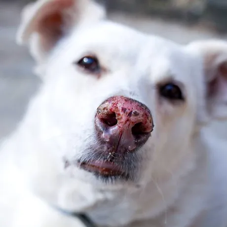 Ce se întâmplă dacă lași un animal în mașină chiar și 10 minute