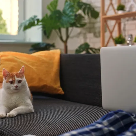 Cum elimini mirosul de urină de pisică din canapea. Trucuri eficiente de pus în practică