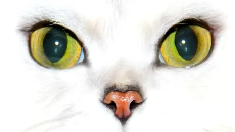 Tu ştii de ce au pisicile pupilele verticale?