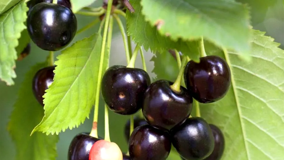 Singurul fruct cu puteri tămăduitoare. Vindecă reumatismul, guta, artrita și previne cancerul