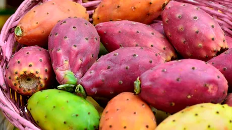 Fructul de cactus e o „ameninţare” pentru diabet şi bolile digestive