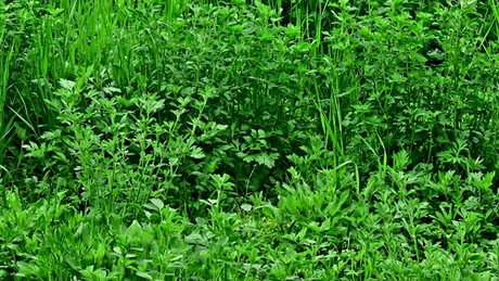 Lucerna (Medicago sativa)